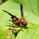 Paper wasp, female