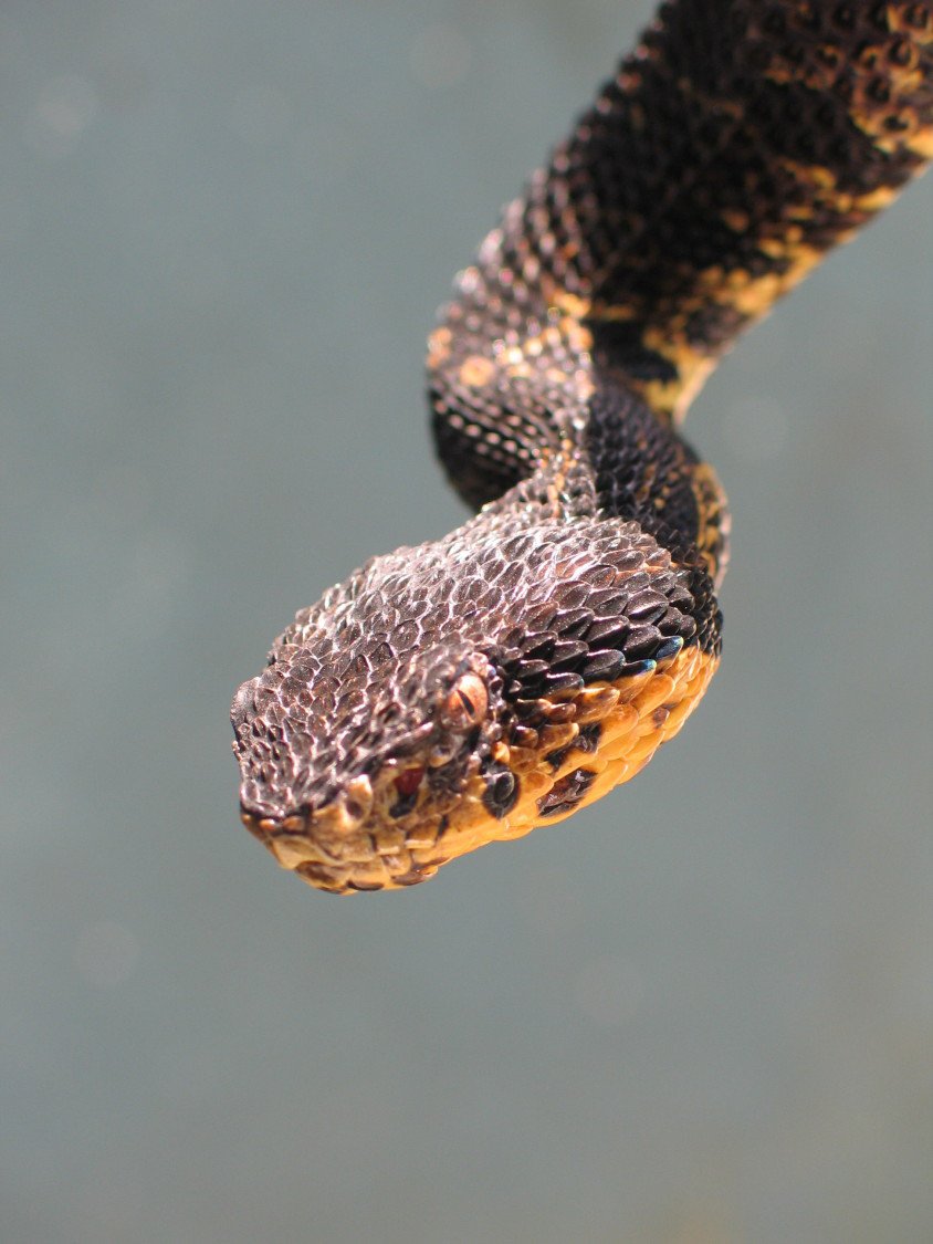 Jumping Pit Viper Project Noah