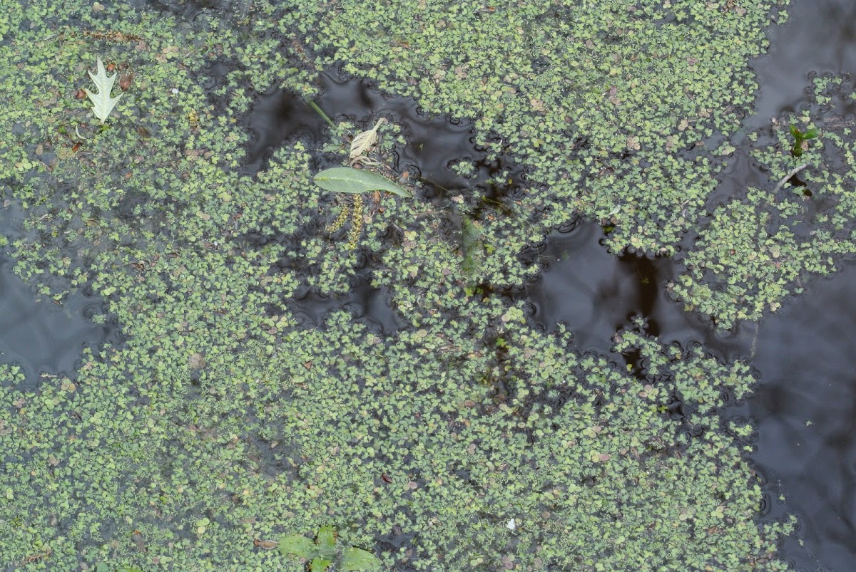 Duck Weed