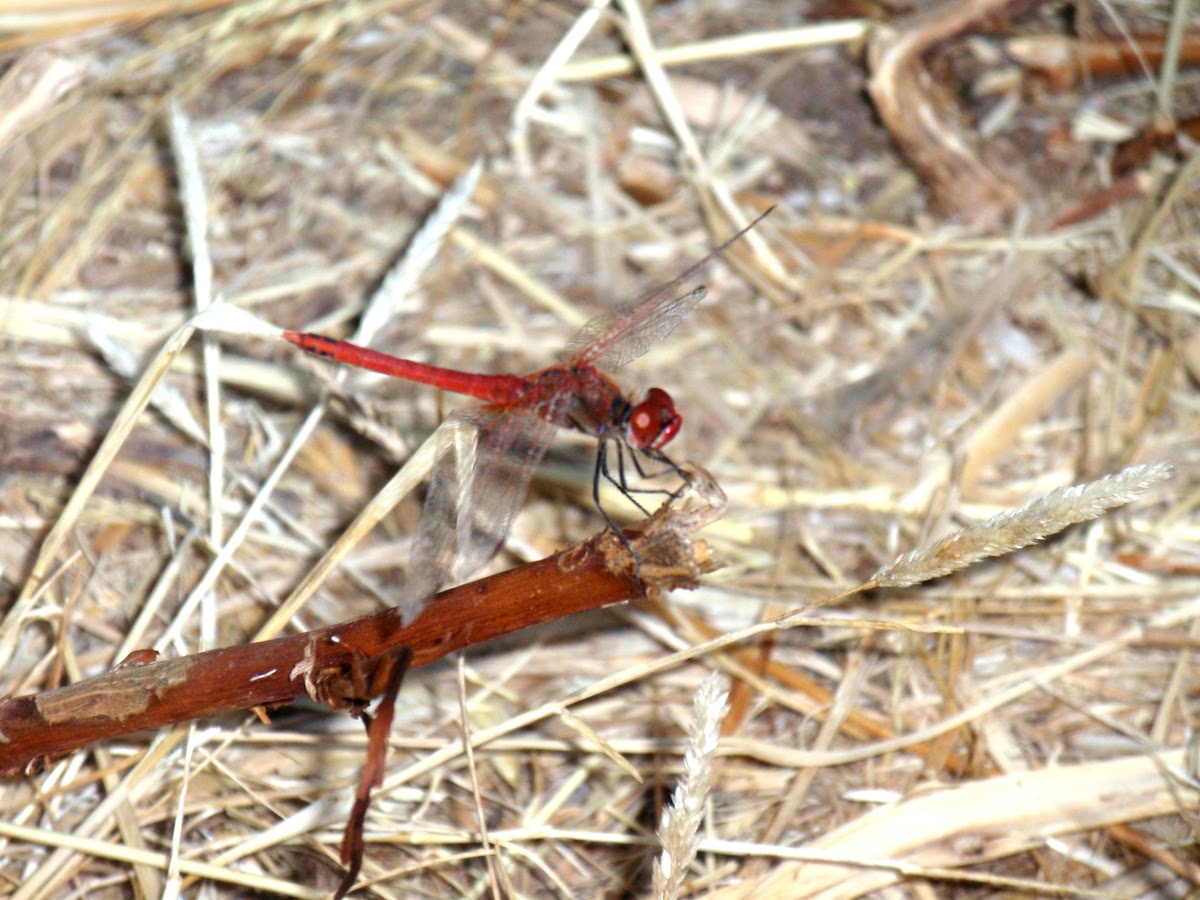 Dragonfly, Libelinha (pt), Tira-olhos, (pt), Libélula, Lavadeira (br)