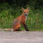 Red fox