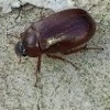 European Chafer Beetle