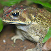 Asian common toad