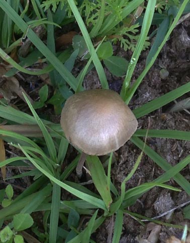 Gray Mushroom