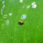 Red Gold Tortoise beetle