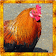 Wild Chicken Simulator icon
