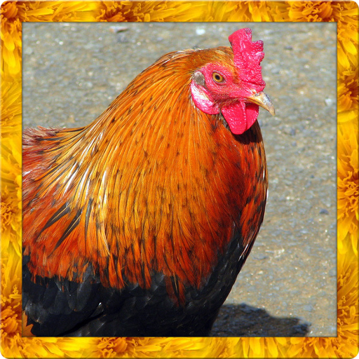 How to install Wild Chicken Simulator patch 1 apk for bluestacks