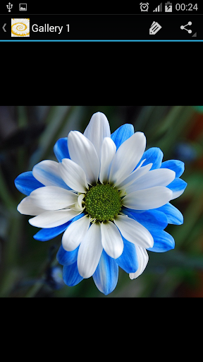 Daisy Flower