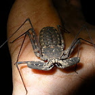 Tailless Whip-Scorpion