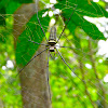 Romancing Wood Spider