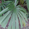 Mangrove Fan Palm