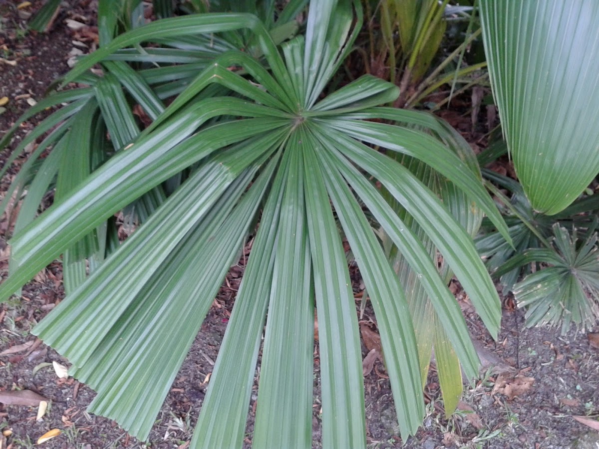 Mangrove Fan Palm