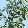 Yellow-fronted Barbet