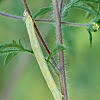 Looper moth caterpillar