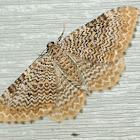 Ferguson's Scallop Shell Moth