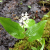 False lily of the vally