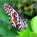 Common Lime Butterfly (Female)