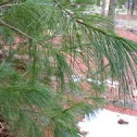 Eastern white pine tree