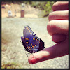 Red spotted purple butterfly