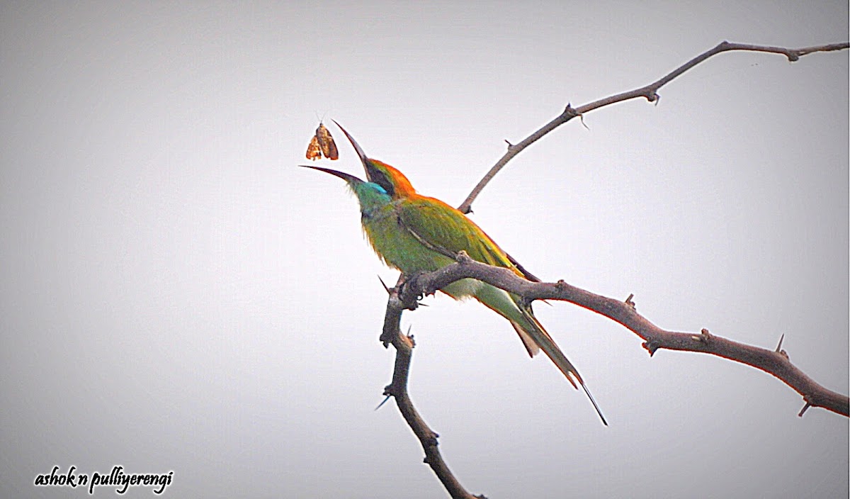 Green Bee - Eater