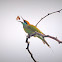 Green Bee - Eater