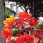 Pride of Barbados