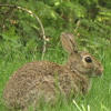 Cottontail rabbit