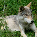 Western Timber Wolf
