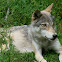 Western Timber Wolf