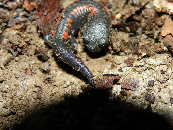 Juvenile Giant False Brook Salamander
