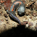 Juvenile Giant False Brook Salamander