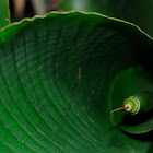 Dwarf Cavendish banana leaf