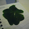 Clover four-leaf
