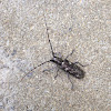 White-spotted sawyer beetle