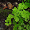 Maidenhair fern/Cilantrillo de pozo