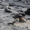 Galapagos fur seal pups