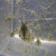 Bubbling Kassina (tadpole)