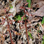 Spring Coralroot