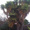 yucca tree