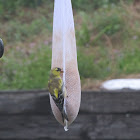 American Goldfinch - molting