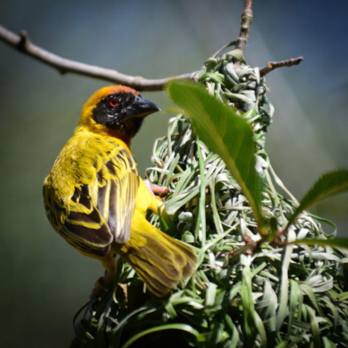 Southern Masked Weaver (male)