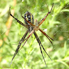 Banded Garden Spiders