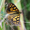 Correa Brown Butterfly (Orange Alpine Xenica)