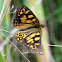 Correa Brown Butterfly (Orange Alpine Xenica)