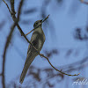 Townsend's Solitaire