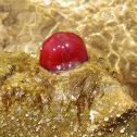 Beadlet Anemone, red form
