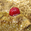 Beadlet Anemone, red form
