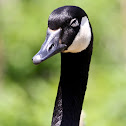 Canada Goose