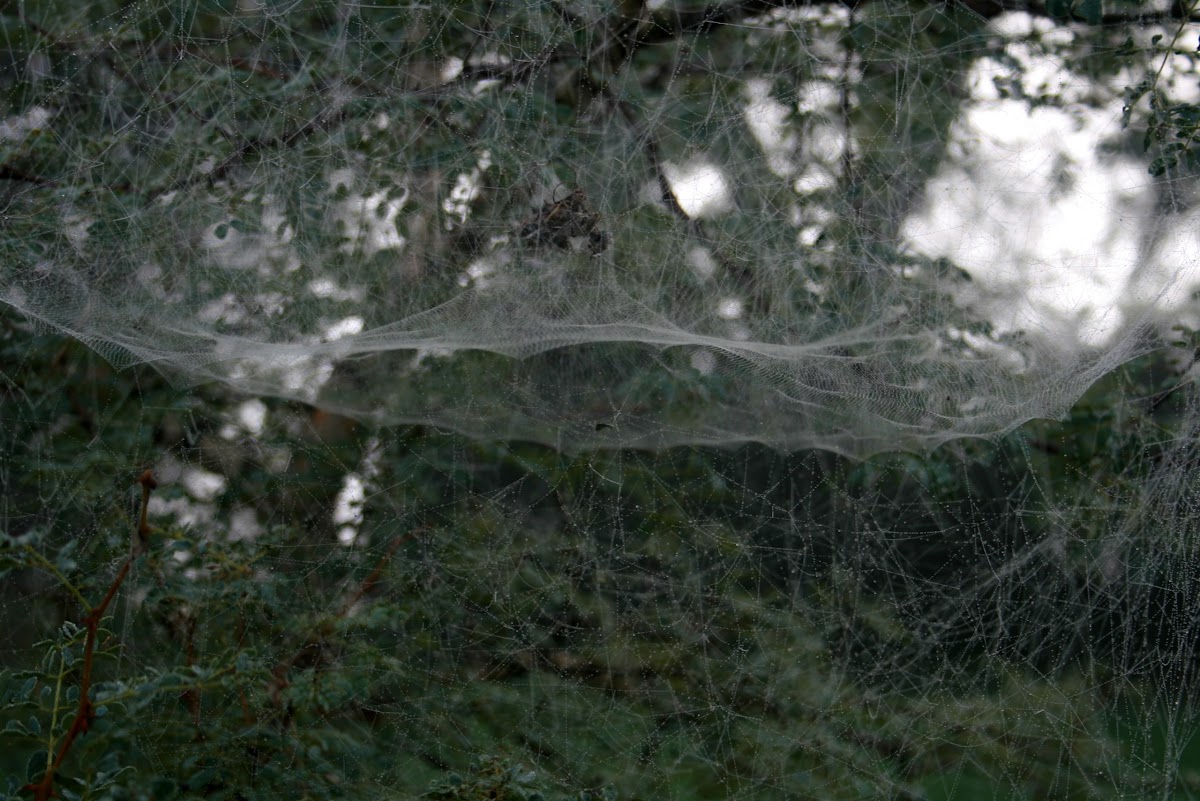 Tent spider web