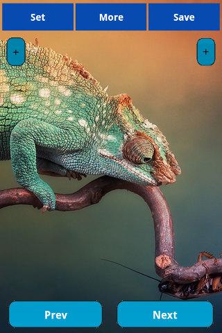 【免費娛樂App】Chameleon wallpapers-APP點子